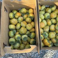 Persimmon Fuyu/ Hồng Fuyu