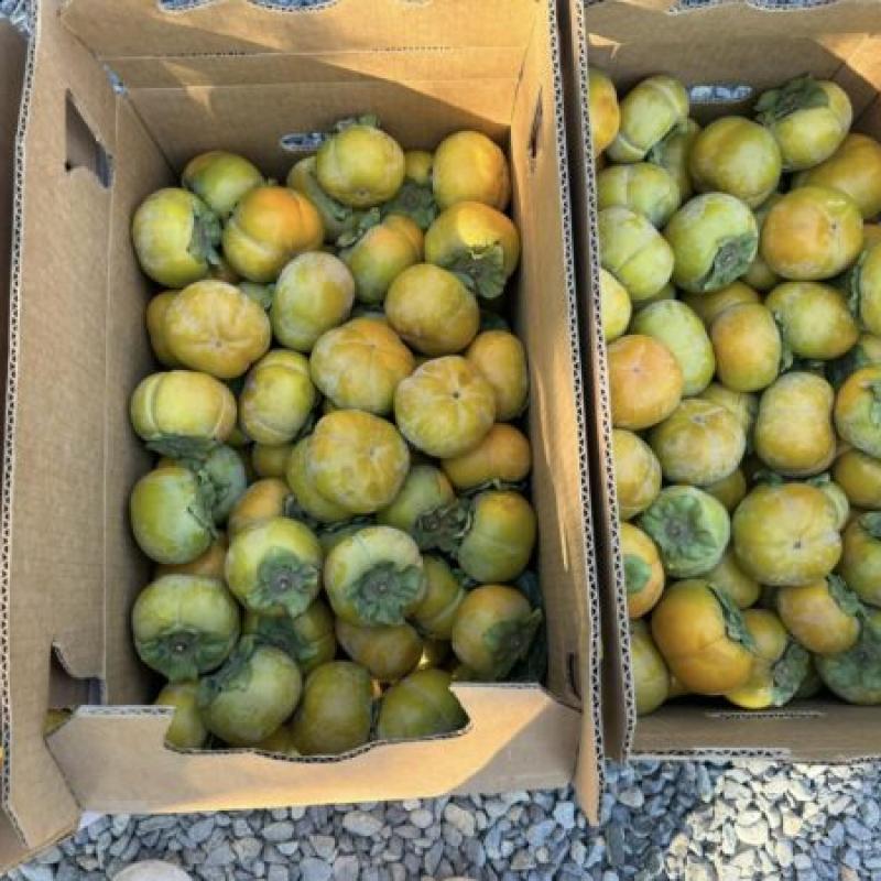 Persimmon Fuyu/ Hồng Fuyu