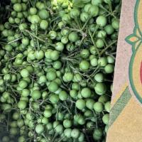🍆 CÀ TÍM CHERRIE – NHỎ XINH, NGỌT NHẸ – ĐÃ CÓ MẶT TẠI CALI! || CHERRIE EGGPLANT – MINI, MILDLY SWEET – NOW IN CALIFORNIA!