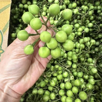 🍆 CÀ TÍM CHERRIE – NHỎ XINH, NGỌT NHẸ – ĐÃ CÓ MẶT TẠI CALI! || CHERRIE EGGPLANT – MINI, MILDLY SWEET – NOW IN CALIFORNIA!