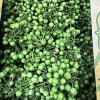 🍆 CÀ TÍM CHERRIE – NHỎ XINH, NGỌT NHẸ – ĐÃ CÓ MẶT TẠI CALI! || CHERRIE EGGPLANT – MINI, MILDLY SWEET – NOW IN CALIFORNIA!