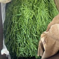 CHÀ OM TƯƠI – RAU GIA VỊ KHÔNG THỂ THIẾU CHO MÓN VIỆT! || FRESH RICE PADDY HERB – A MUST-HAVE VIETNAMESE HERB