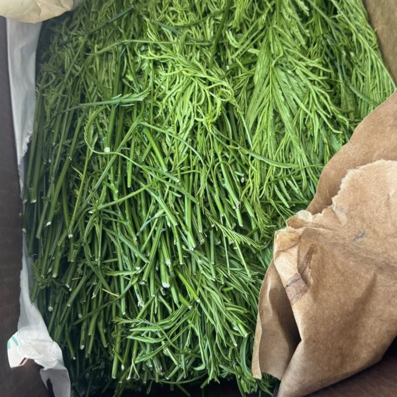 CHÀ OM TƯƠI – RAU GIA VỊ KHÔNG THỂ THIẾU CHO MÓN VIỆT! || FRESH RICE PADDY HERB – A MUST-HAVE VIETNAMESE HERB