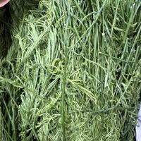 CHÀ OM TƯƠI – RAU GIA VỊ KHÔNG THỂ THIẾU CHO MÓN VIỆT! || FRESH RICE PADDY HERB – A MUST-HAVE VIETNAMESE HERB