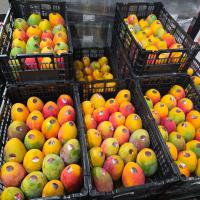 TREE-RIPENED MANGO – XOÀI CHÍN CÂY TỰ NHIÊN NGỌT NGÀO TUYỆT HẢO!