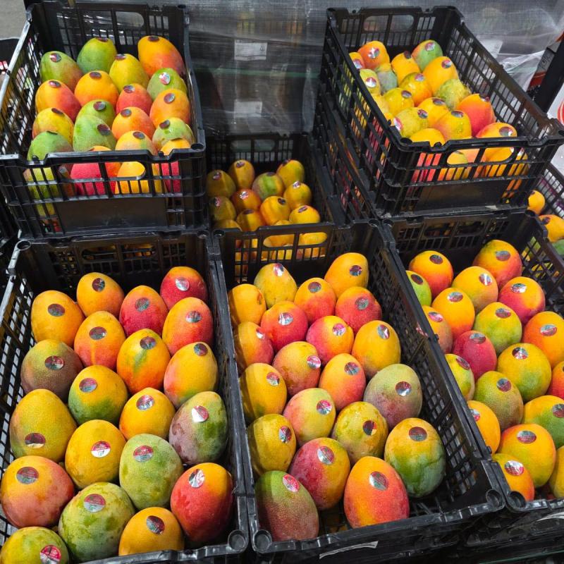 TREE-RIPENED MANGO – XOÀI CHÍN CÂY TỰ NHIÊN NGỌT NGÀO TUYỆT HẢO!