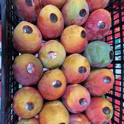 TREE-RIPENED MANGO – XOÀI CHÍN CÂY TỰ NHIÊN NGỌT NGÀO TUYỆT HẢO!