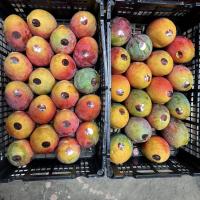 TREE-RIPENED MANGO – XOÀI CHÍN CÂY TỰ NHIÊN NGỌT NGÀO TUYỆT HẢO!
